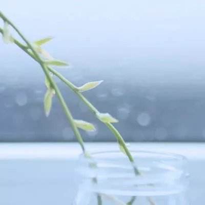 圣光大陆手游下载